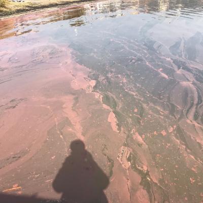 Cyanobacteria bloom in Lake Albano