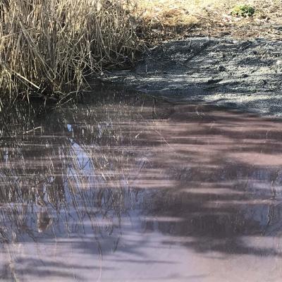 algal bloom On Shoreline albano27january