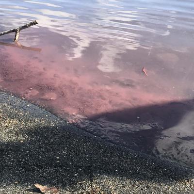 algal bloom On Shoreline albano27january