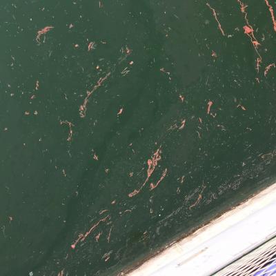 Cyanobacteria red blooming in lake ALbamo