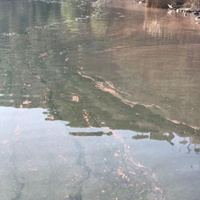 Algal bloom in lake Albano