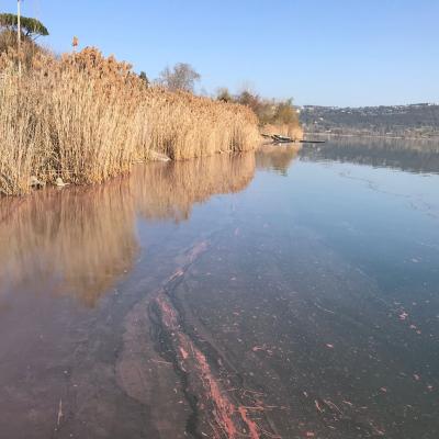 Algal bloom along the shore of lake Albano